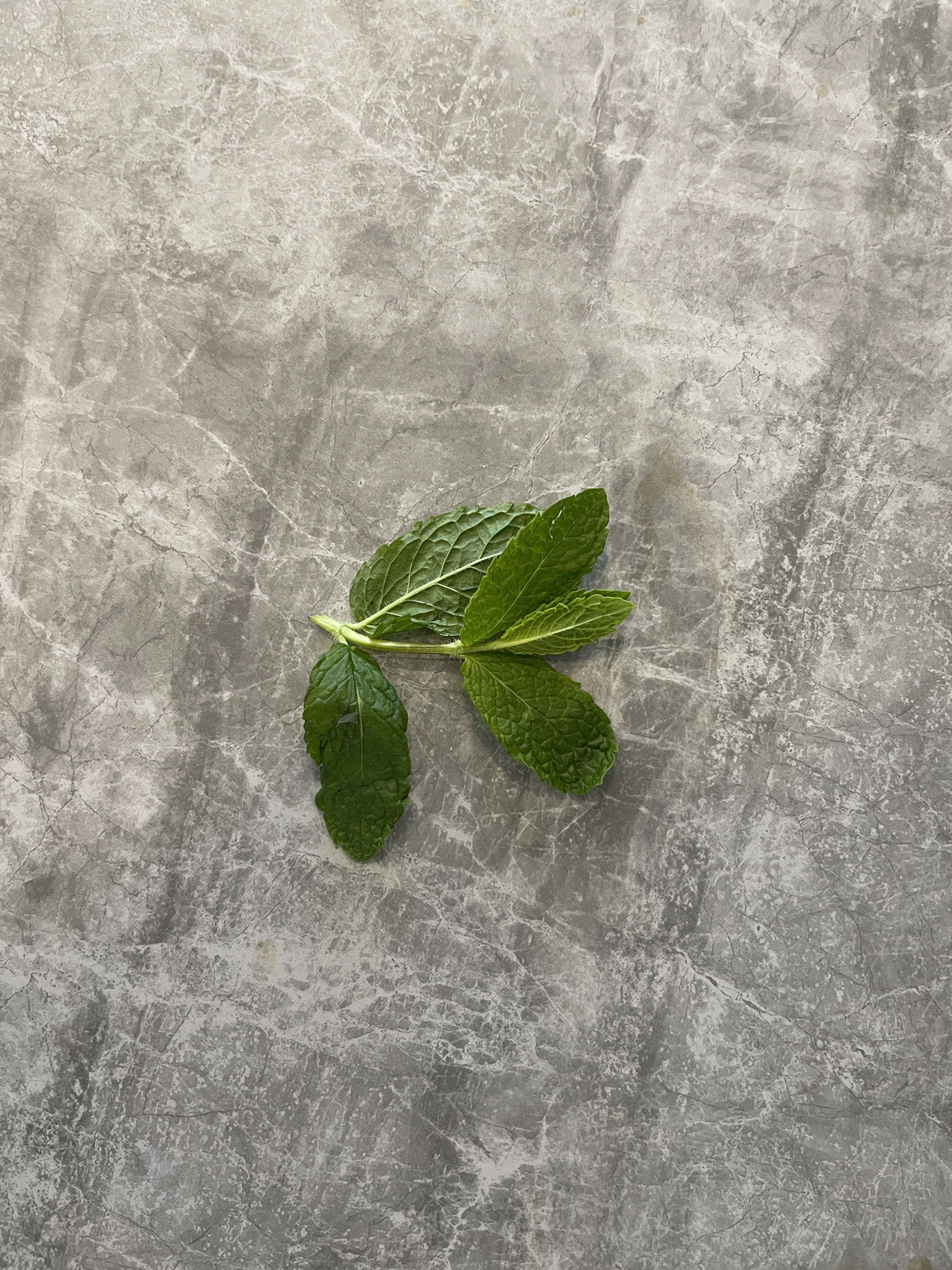Mint tea has become a standard chai shop item where mint is added to water or black tea and allowed to brew in the pot over hours of conversation
