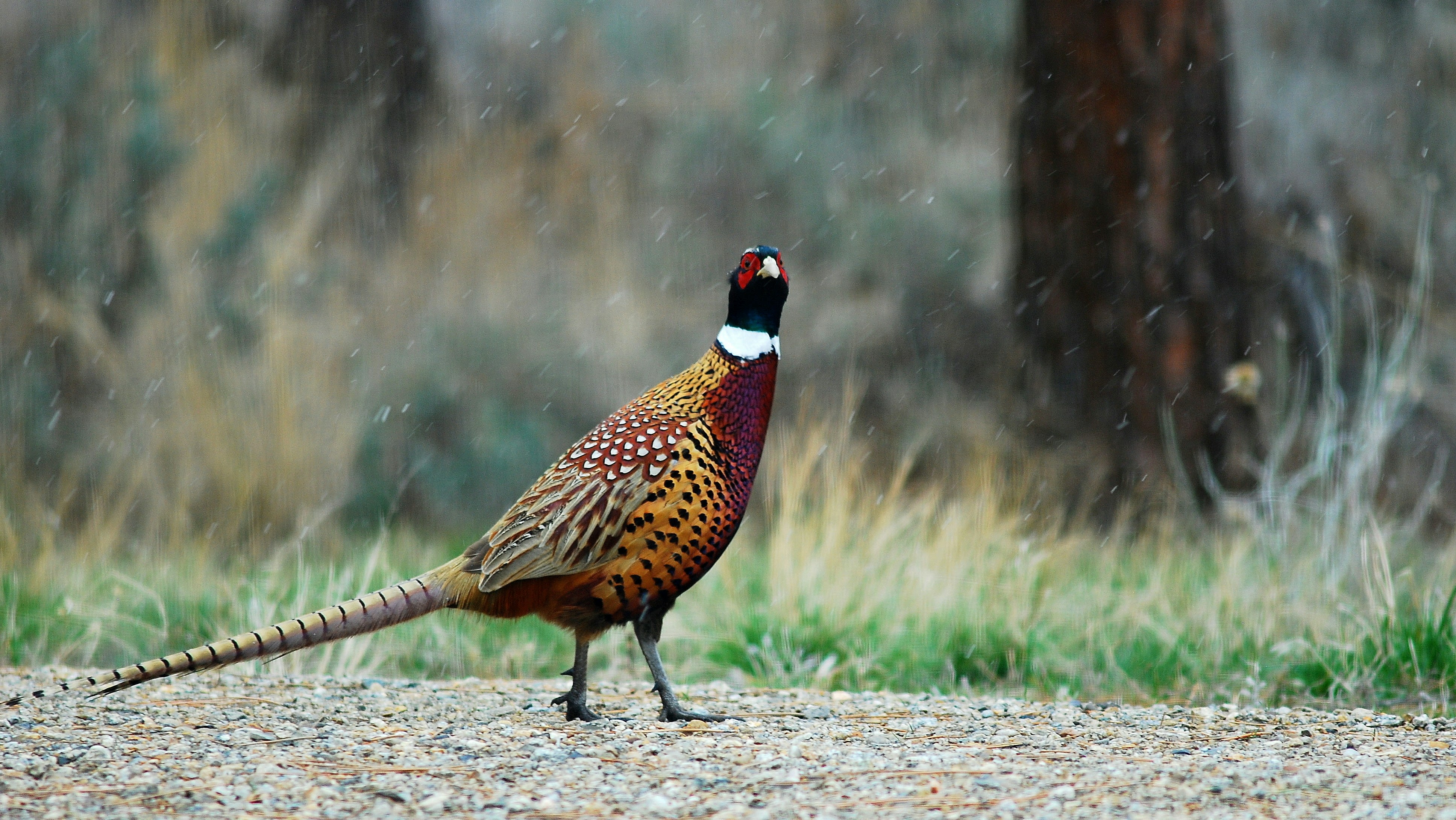 yellow, red, and black bird on ground