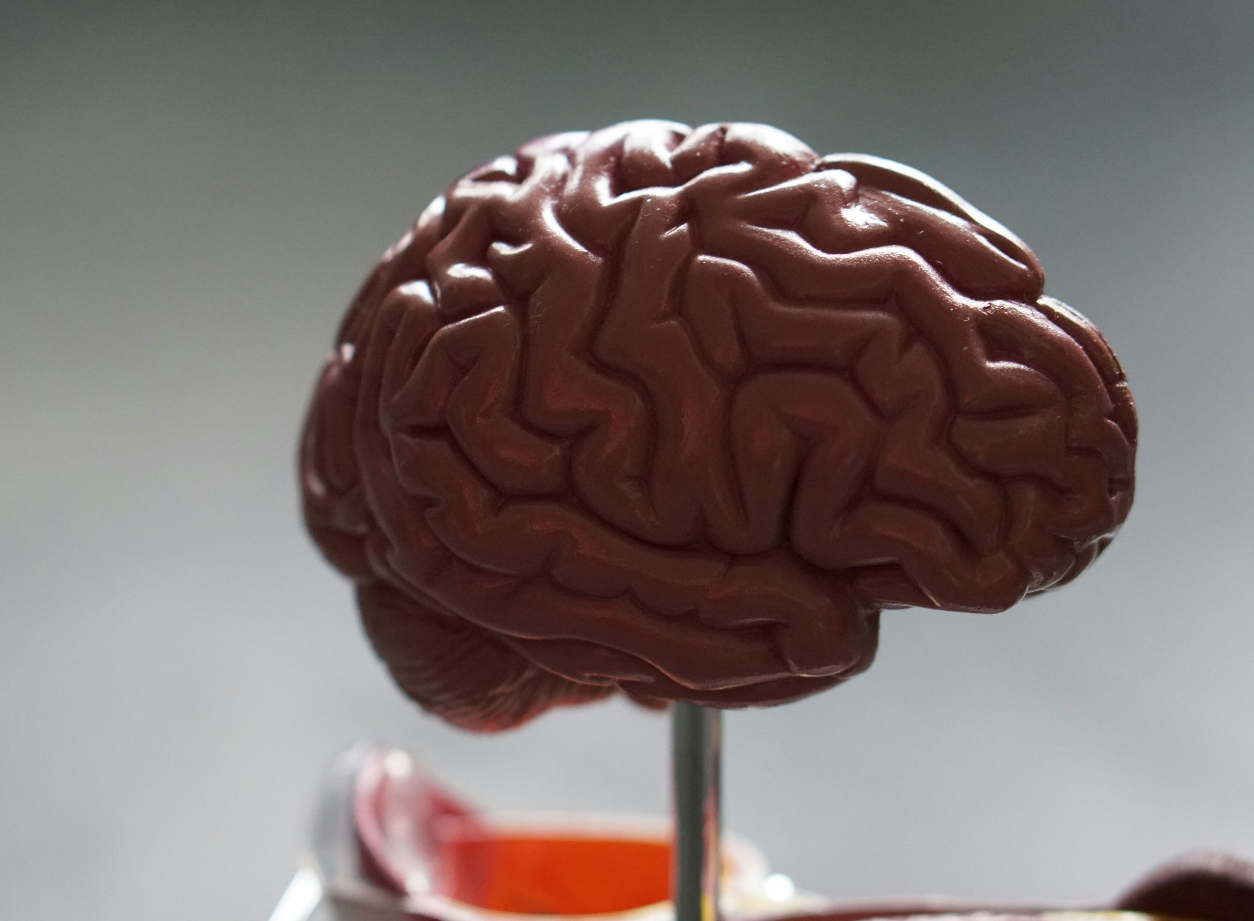 brown brain